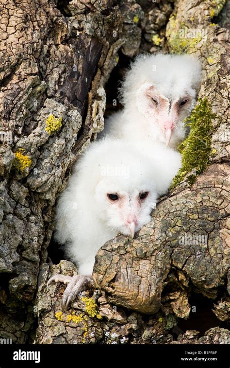 Barn Owl chicks in hollow tree Stock Photo - Alamy