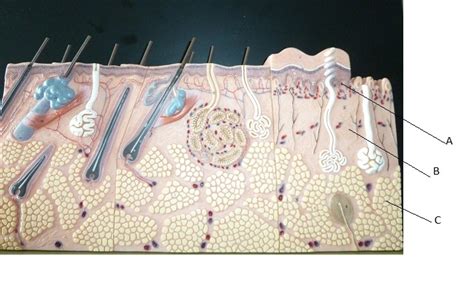 A P 1 Practical List 3 Integumentary System Diagram Quizlet