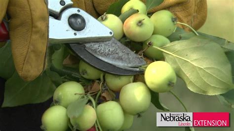 Thinning Fruit Trees - YouTube