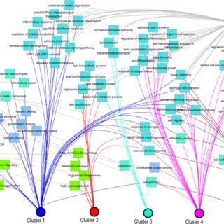 Gene Ontology GO Functional Classification Network Of Clusters All