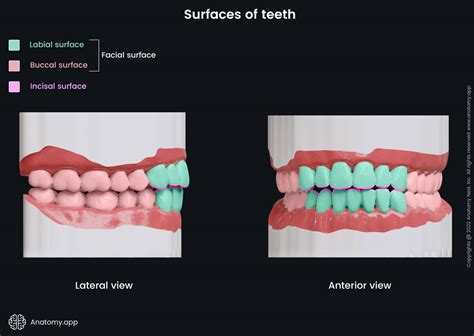 teeth anatomyapp