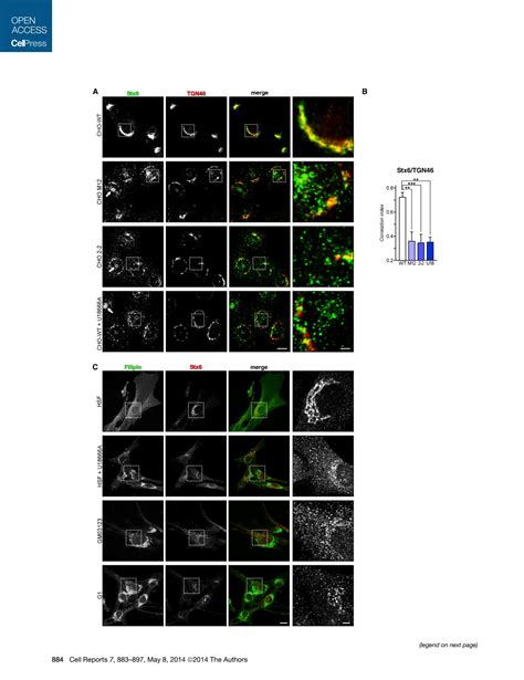 Solution Cholesterol Regulates Syntaxin Trafficking At Trans Golgi