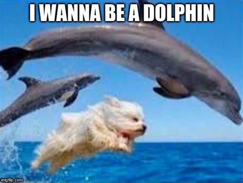 I Wanna Die Dolphin Meme