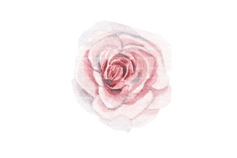 Bright Pink Rose - Watercolor Fine Art Graphic by Kaleriia Studio · Creative Fabrica