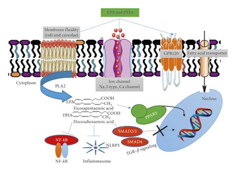 Proposed Molecular Mechanism Of Cardioprotection By Omega 3 PUFAs