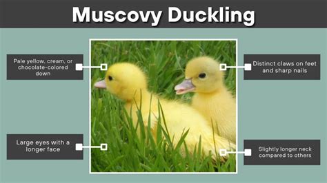 types  ducklings baby ducks identification  images