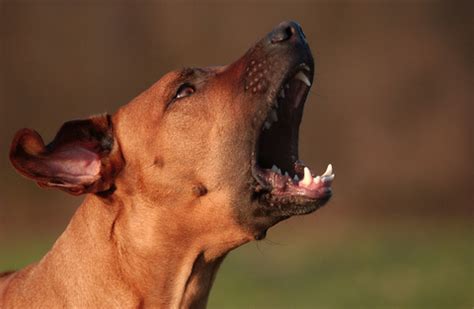 Chien Qui Aboie Comment Dresser Votre Chien Aboyer Aux Moments