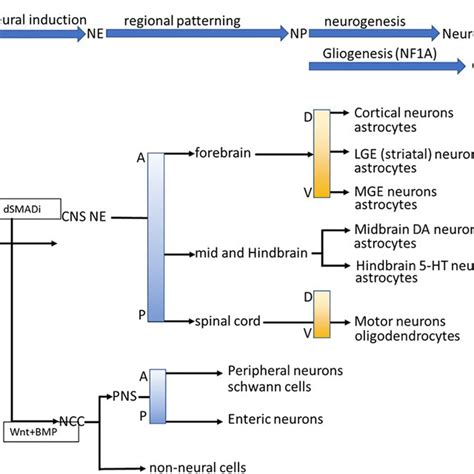 Differentiation Processes And Guidelines Of Specific Neuron And Glial Download Scientific