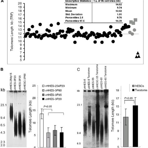 Telomerase Activity In Mtr Mtr And Mtr