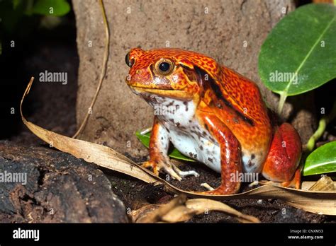 False Tomato Frog Southern Tomato Frog Dyscophus Guineti Sitting On