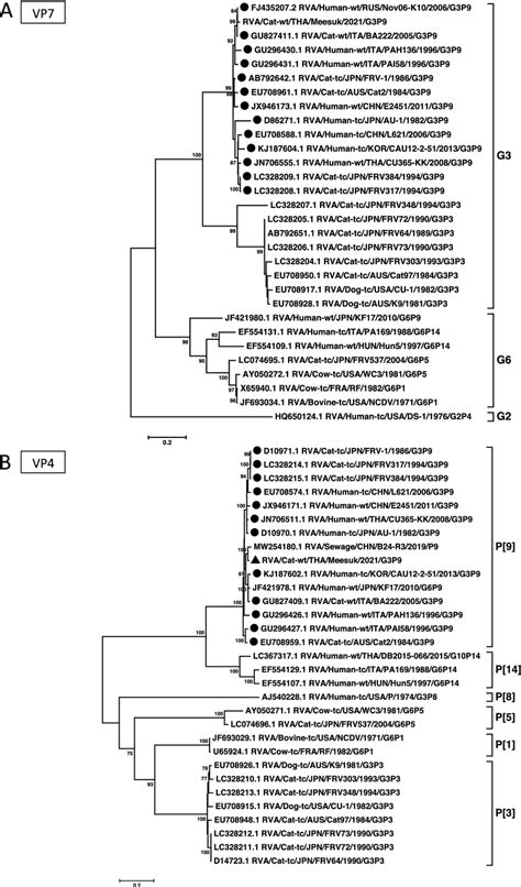 Maximum Likelihood Phylogenetic Analysis Based On Nucleotide Sequences