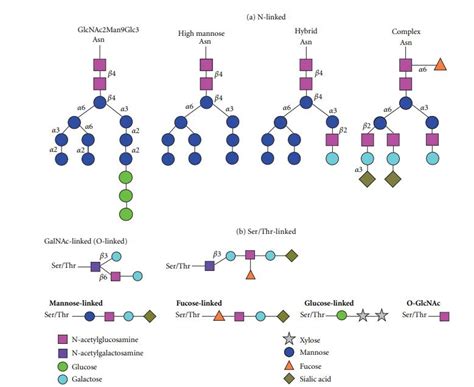 A New Enzyme For Remove Sialic Acids On Glycoproteins Profacgen