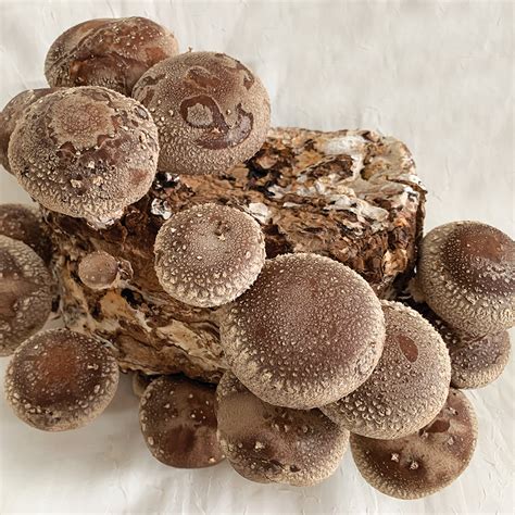 Shiitake Le Lentinula Edodes Sawdust Spawn Sawdust Block