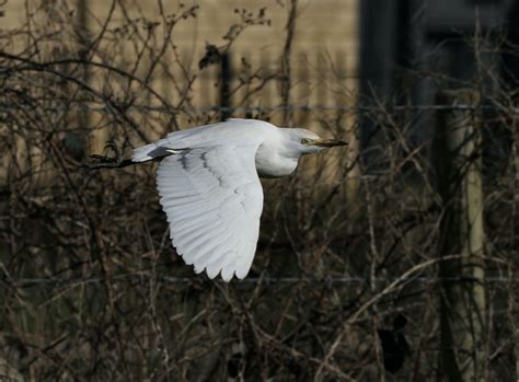 Herts Bird Club 2021 Cattle Egret Purwell Meadows SWest 13Feb