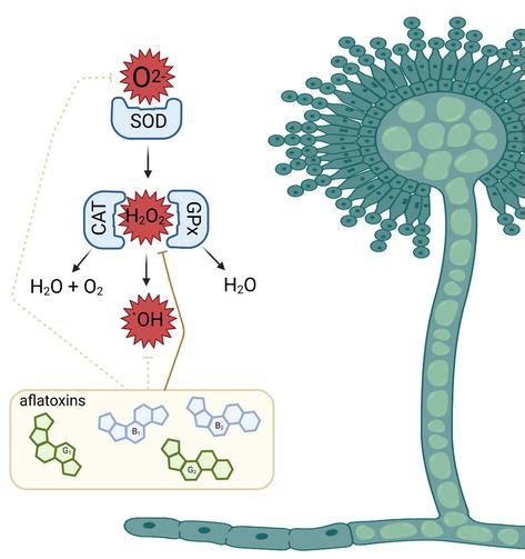 The Role Of Aflatoxins In Aspergillus Flavus Resistance To Stress