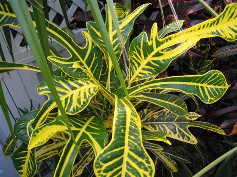 toes palmpedia palm growers guide