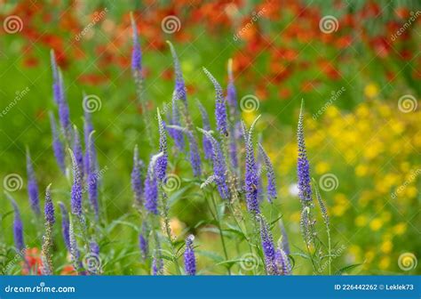 Bressingham Gardens Near Diss In Norfolk Uk Colourful Garden In The