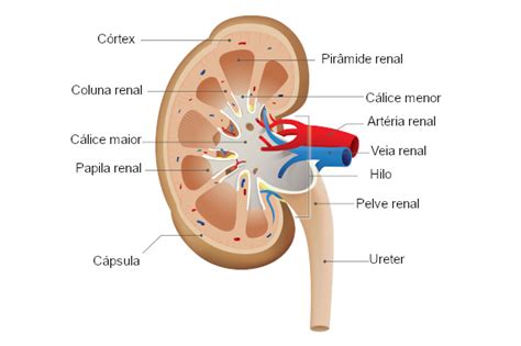 Fisiologia Renal anatomia funções e mais Sanar Medicina