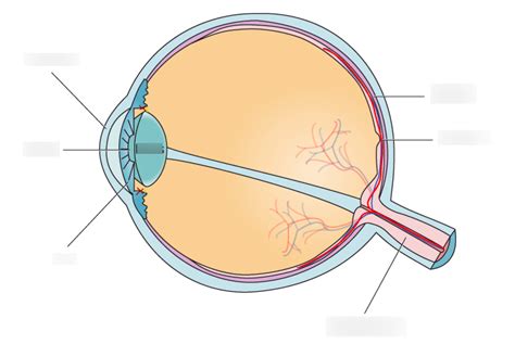 Psyc Eye Diagram Diagram Quizlet