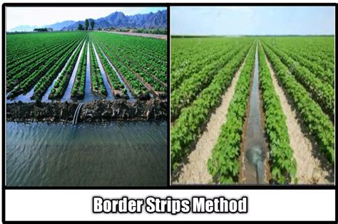 Border Strips Methods Of Irrigation Irrigation Methods Irrigation