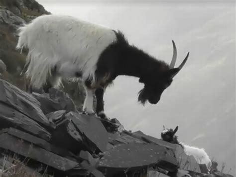 Mountain Goat Falling Off Cliff