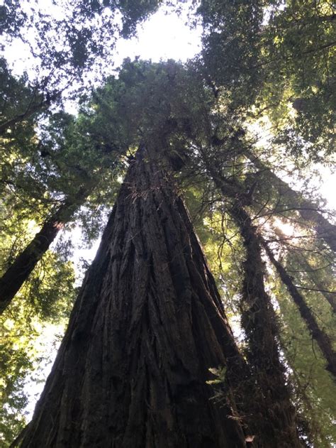 Colossal Redwood Tree Redwood Tree Goblincore Aesthetic Redwood