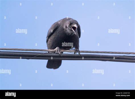 Crow cawing while perched on a wire Stock Photo - Alamy