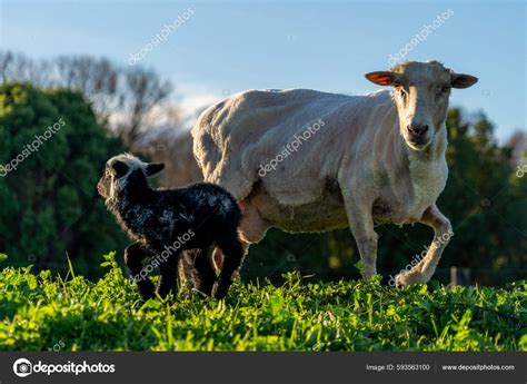 Closeup Sheep Its Lamb Farm Blenheim New Zealand — Stock Photo ...