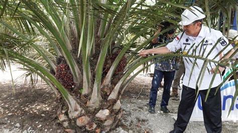 Harga Tbs Sawit Riau Pekan Ini Periode Sampai Desember Turun