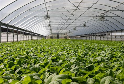 Premium Photo Revolutionizing Agriculture The Future Of Food Production With Greenhouse Technology