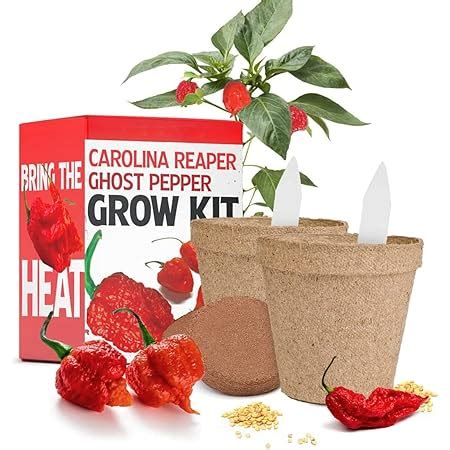 Amazon Chocolate Naga Brain Ultra Hot Pepper Premium Seed Packet Patio Lawn Garden