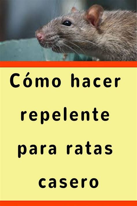 Con Esta Receta Hecha En Casa Te Olvidarás De Los Mosquitos Ratones Y