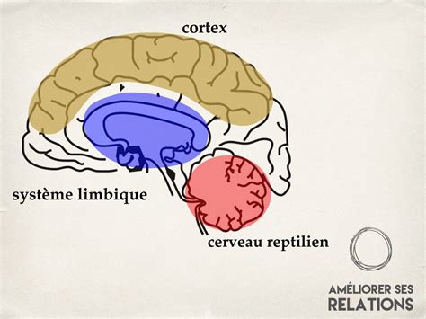 3 cerveaux dans une seule tête Olivier Gadet