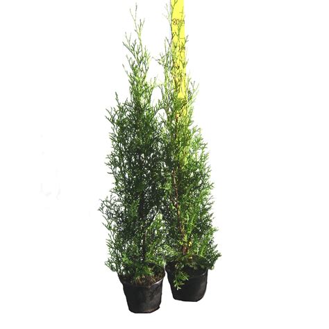 Tuja Thuja Zachodnia Columna Occidentalis Don Cm Kupuj W Obi