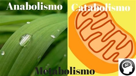 Metabolismo, anabolismo, catabolismo - YouTube