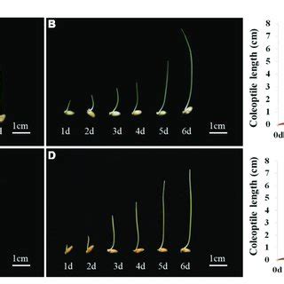 Dynamic changes of coleoptile length in a growth cycle. (A) Growth ...