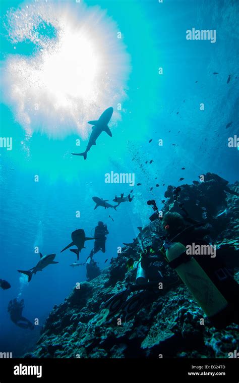 Shark Tauchen Auf der Insel Yap der Föderierten Staaten von