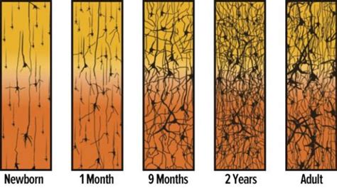 Il Pruning Sinaptico NeaMente