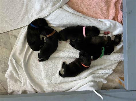 Akita Puppies For Sale - AKC PuppyFinder