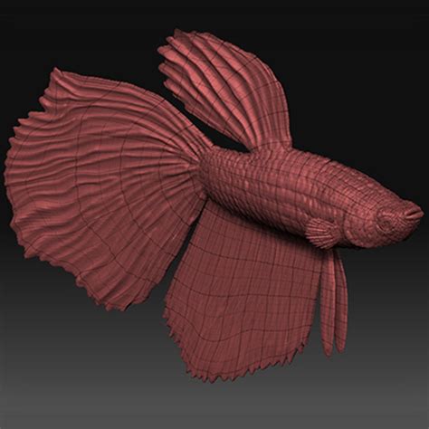 3d Betta Zbrush