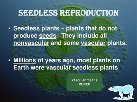 Ppt Seedless Reproduction Powerpoint Presentation Free Download Id