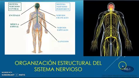 Sistema Nervioso OrganizaciÓn Estructural Y Funcional Youtube