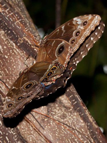 15 Blue Morpho Butterfly Facts Iridescent Gem Of Ecuador S Amazon All 24 Species