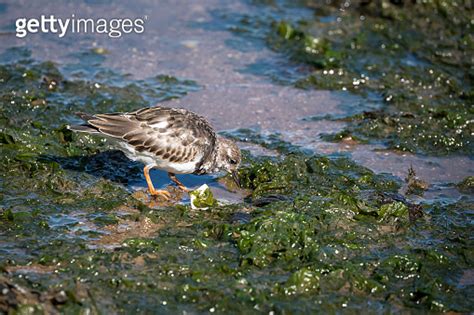 Ruddy Turnstone Arenaria Interpres Wading Bird At Low Tide In Brixham