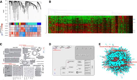 Gene regulatory network and pathway analyses of differentially ...