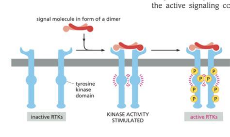 Signalisation R Cepteurs Activit Tyrosine Kinase Flashcards Quizlet