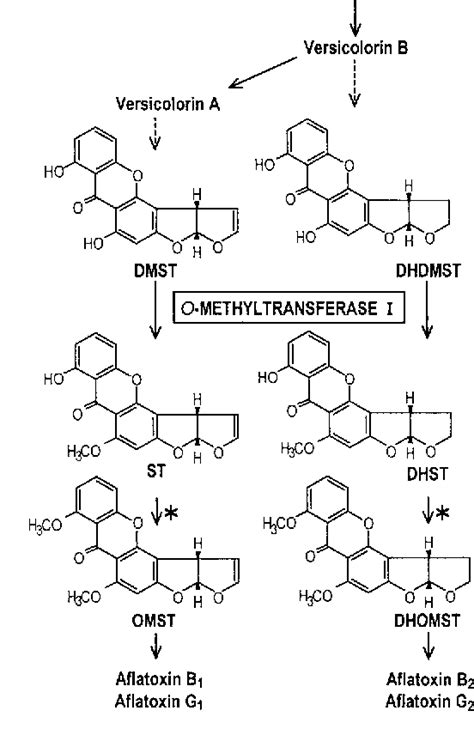 Figure 1 from Biosynthesis Dihydrosterigmatocystin in Aflatoxin ...