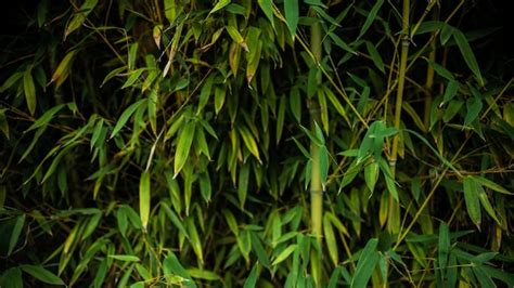 Fechado Do Fundo Natural Da Floresta De Madeira De Bambu Asi Tico