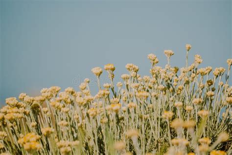 Peaceful Summer Image of a Beautiful Yellow Flowers Field with a Clear Blues Sky on the ...