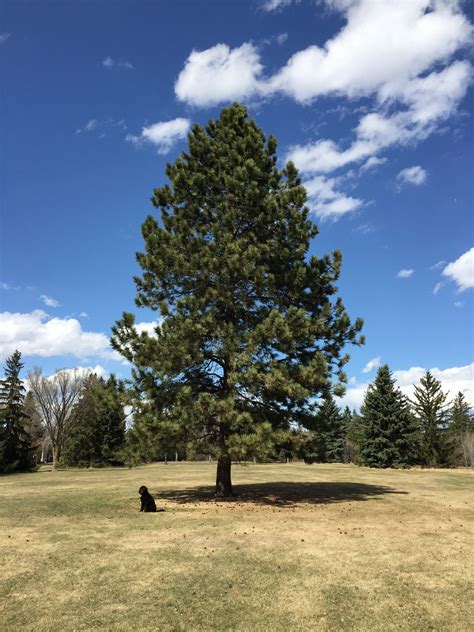 Ponderosa Pine The Tree Youll Be Pining Over Awes Agroforestry